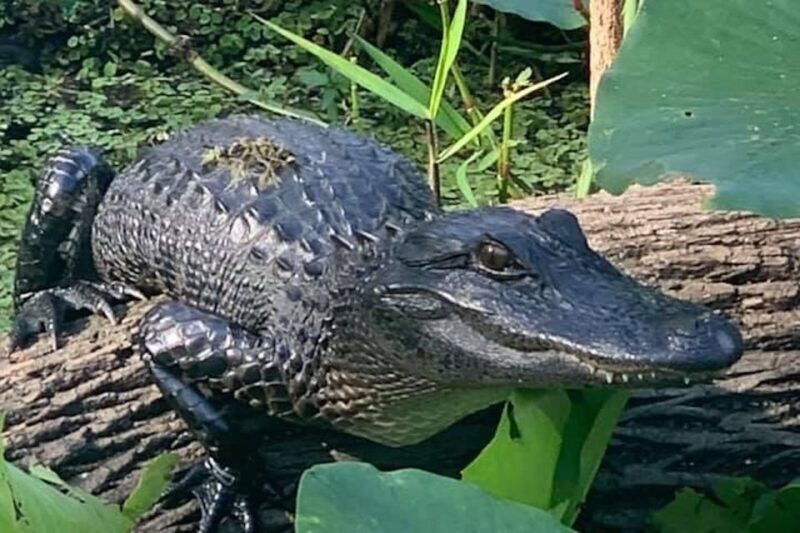St. Augustine: St. Johns River Airboat Safari with a Guide - A Deep Dive into the Airboat Adventure Experience