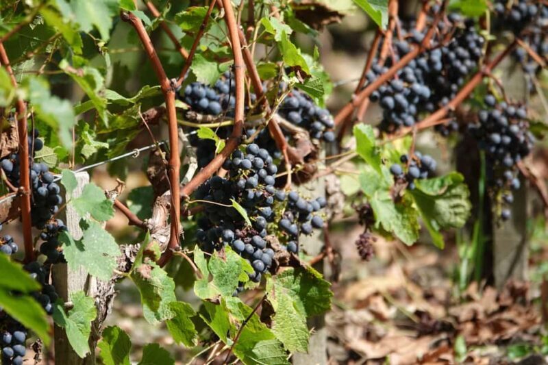 St. Emilion: Half Day E-Bike & Wine Tour with Wine & Cheese - Final Thoughts