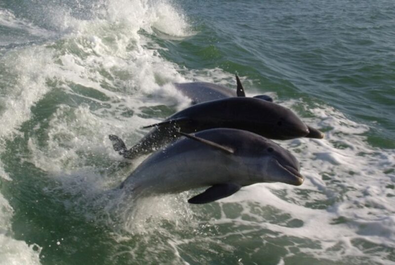 St. Pete Beach: Dolphin Racer Cruise by Speedboat - The Experience: What It Feels Like