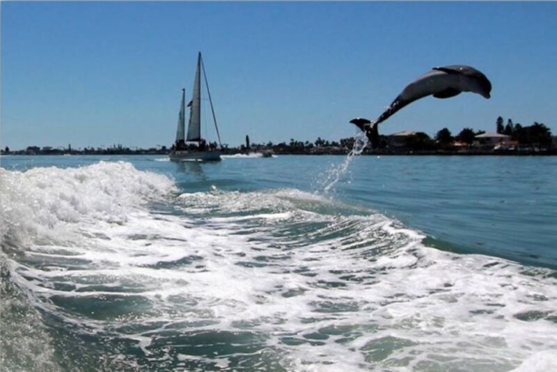 St. Pete Beach: Dolphin Racer Cruise by Speedboat - Practical Tips for Your Trip