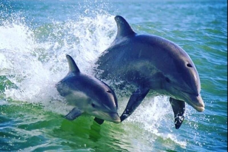St. Pete Beach: Dolphin Racer Cruise by Speedboat - Final Thoughts