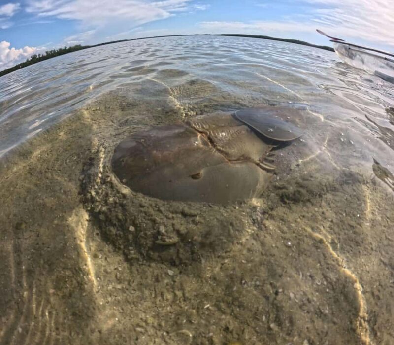 St. Petersburg: Clam Bayou Nature Preserve Clear Kayak Tour - Key Points: