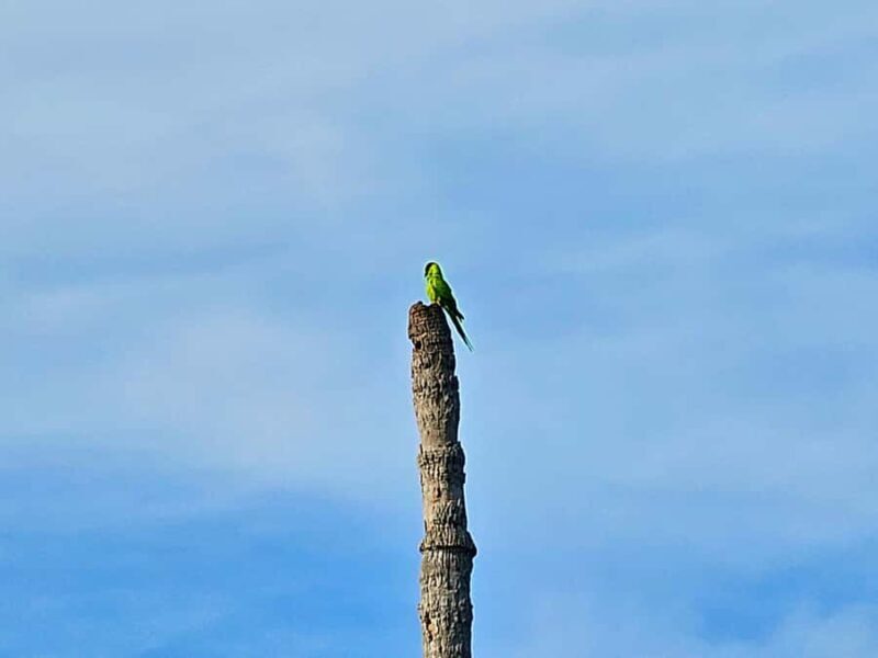 St. Petersburg: Clear Kayak Rental at Clam Bayou Nature Park - What Reviewers Say