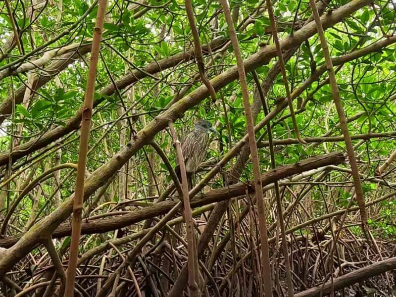 St. Petersburg: Clear Kayak Rental at Clam Bayou Nature Park - The Sum Up