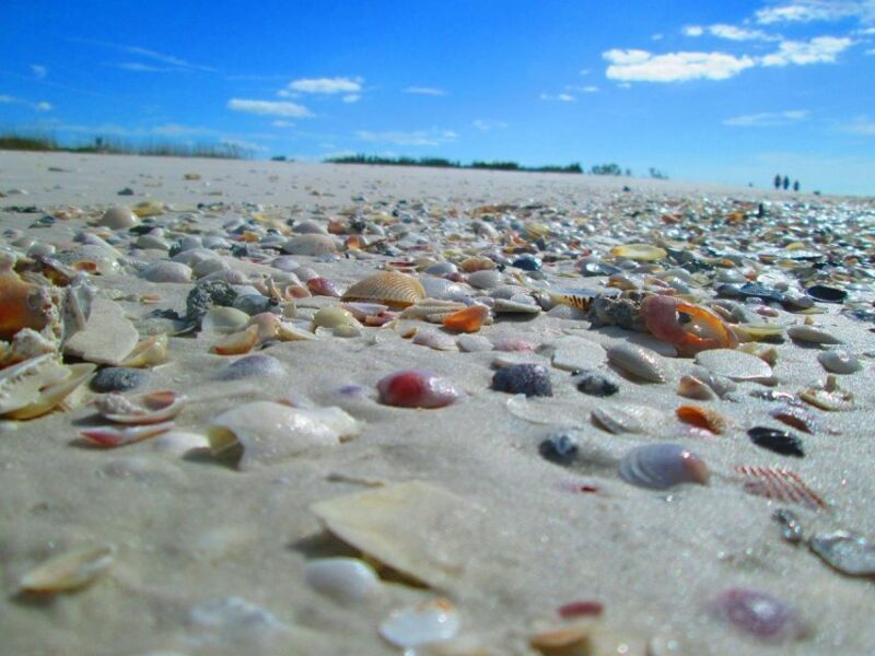 St. Petersburg, FL: 4-Hour Private Beach Tour - Key Points