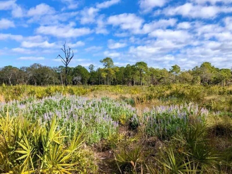 St. Petersburg: Lake Maggiore Bike Tour with Guide - An In-Depth Look at the Lake Maggiore Bike Tour