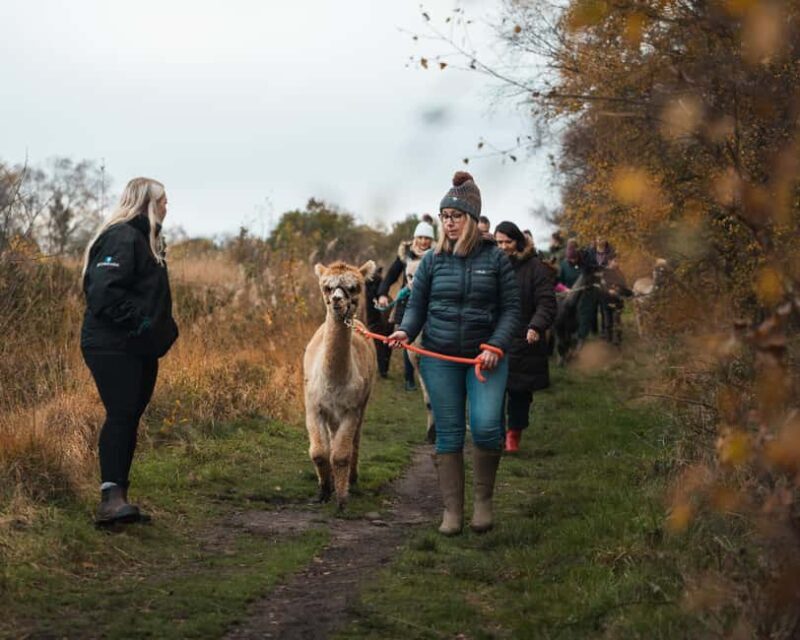 Staffordshire: Wetley Moor Alpaca Trekking Experience - What You’ll Learn About Alpacas