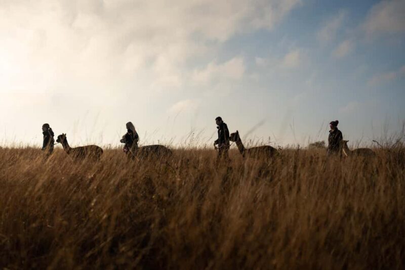 Staffordshire: Wetley Moor Alpaca Trekking Experience - Why This Experience Is Worth It