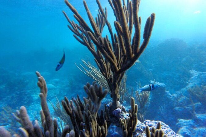 Stand-Up Paddle boarding in Tulum with Snorkeling 1hr - Who Will Love This Tour?