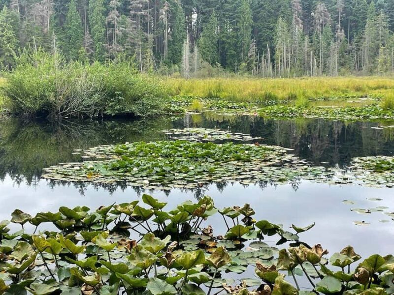 Stanley Park Highlights 2.5 Hour Walking Tour - An In-Depth Look at What You’ll Experience
