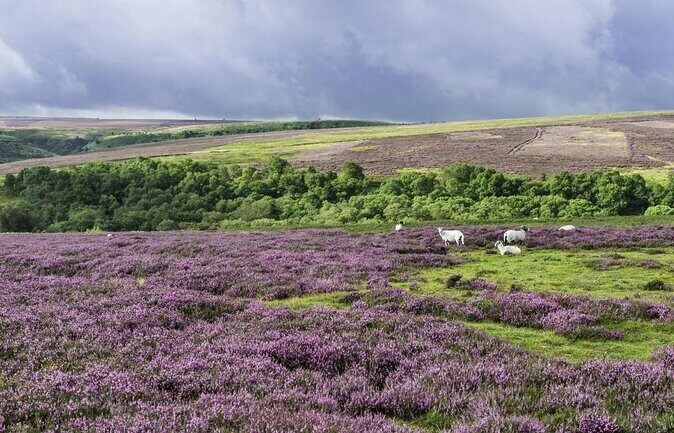 Steam Trains, Whitby, and the North York Moors Full-Day Tour from York - FAQs