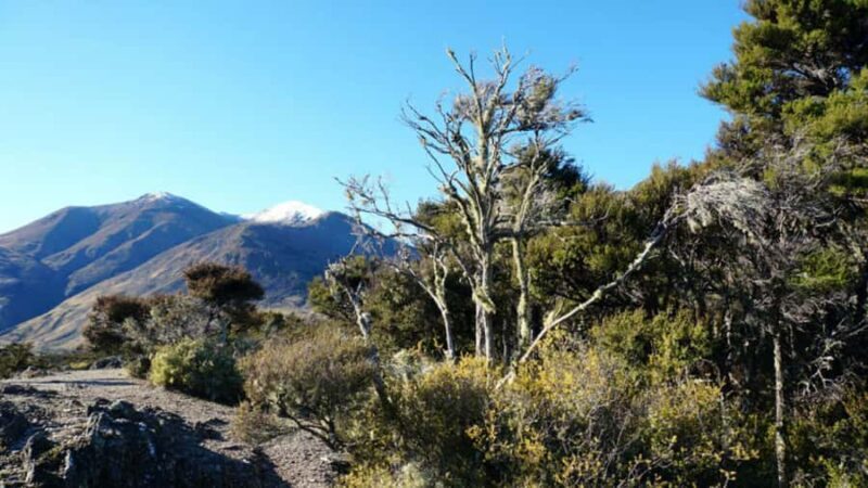 Stevensons Island 2-Hour Cruise and Nature Walk - The Itinerary: A Deep Dive into the Experience