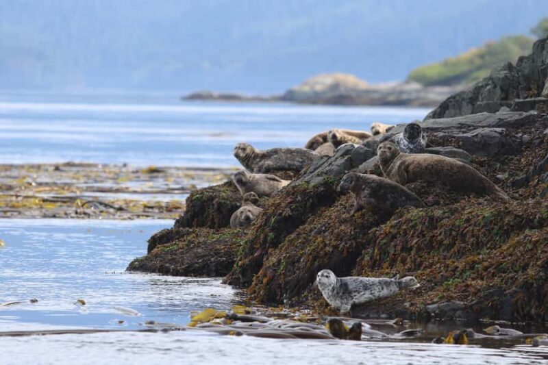 Steveston Village: Whale Watching Tour - What to Expect on Your Whale Watching Adventure