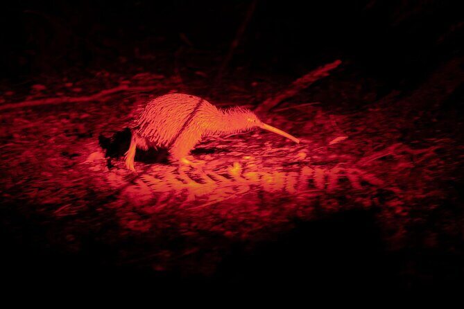 Stewart Island Wild Kiwi Experiences - An Authentic Night with Stewart Island’s Kiwis: A Deep Dive into the Wild Kiwi Encounters Tour