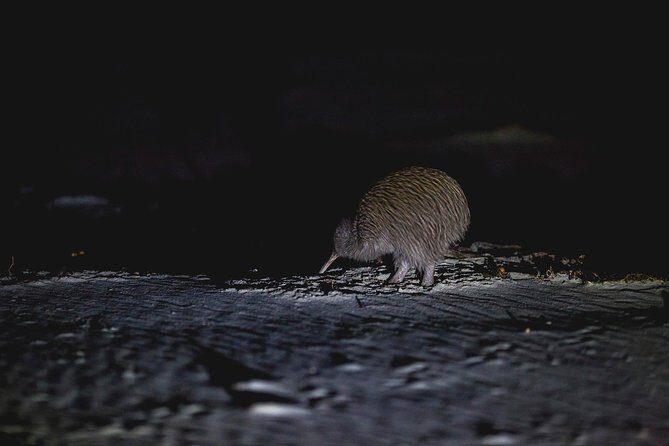 Stewart Island Wild Kiwi Experiences - FAQs