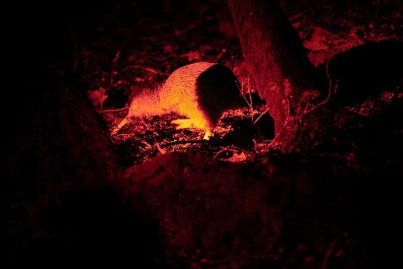 Stewart Island: Wild Kiwi Experiences - FAQs