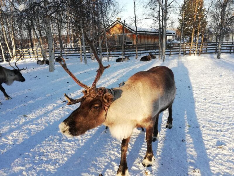 Stockholm: Christmas Traditions & Treats Small Group Tour - Who Should Consider This Tour