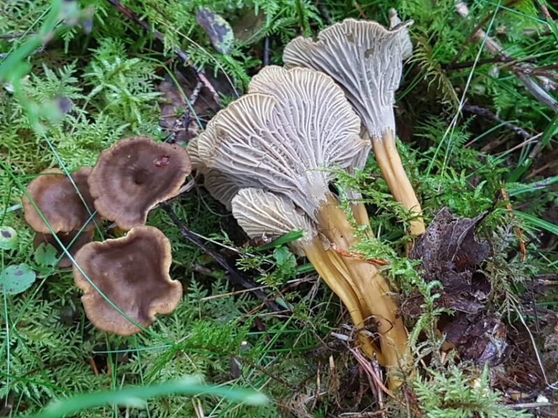 Stockholm, Mushroom and Wild Plant Foraging Tour with expert - Key Points
