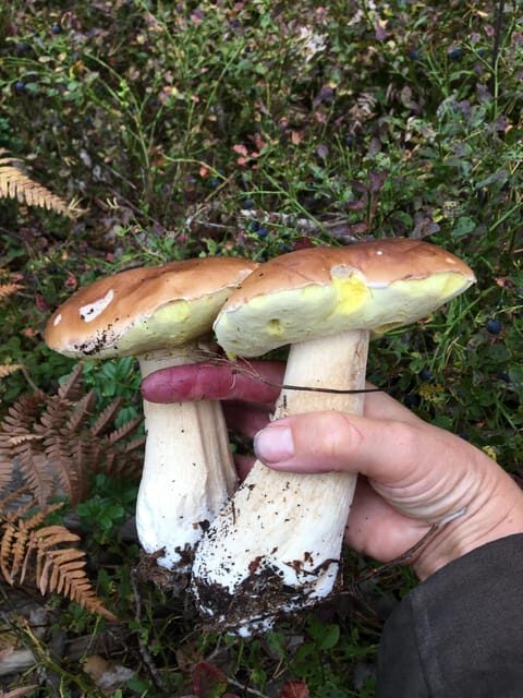 Stockholm, Mushroom and Wild Plant Foraging Tour with expert - The Journey Back & Additional Notes