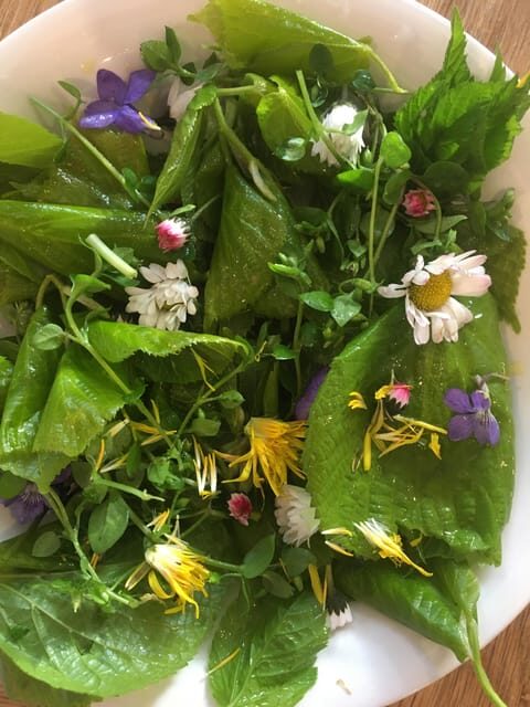 Stockholm, Mushroom and Wild Plant Foraging Tour with expert - Frequently Asked Questions