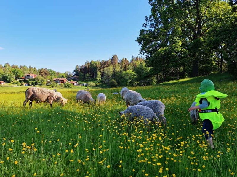 Stockholm: Self Guided Kayak Adventure in Nature Reserve - The Practical Side: Timing, Costs, and Considerations