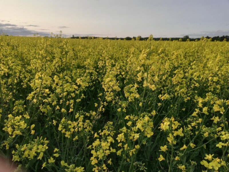 Stockholm: Sigtuna and Uppsala Viking History Day Tour - The Real Scoop from Reviewers