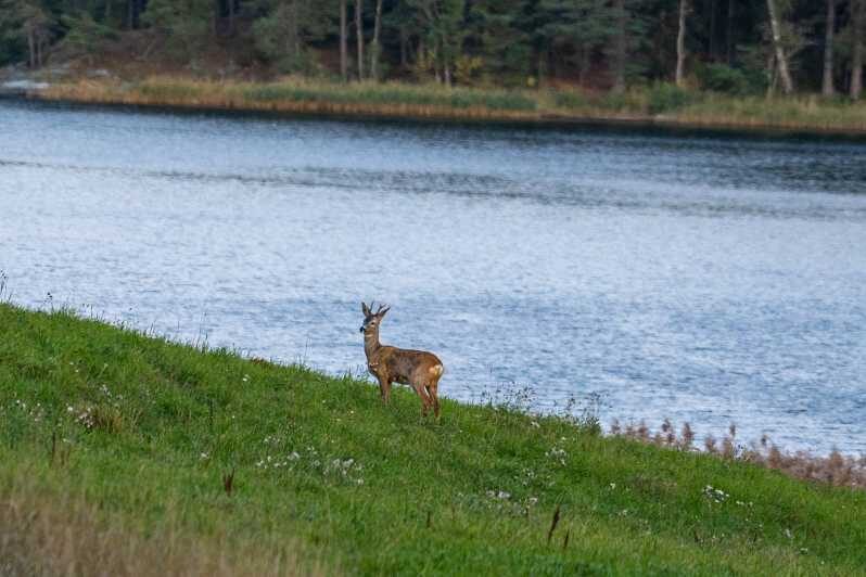 Stockholm: Wildlife Tour With Dinner and Short Hike - Key Points