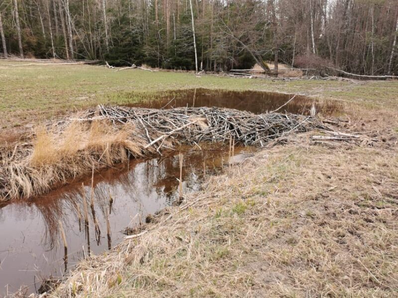 Stockholm: Wildlife Tour With Dinner and Short Hike - The Sum Up