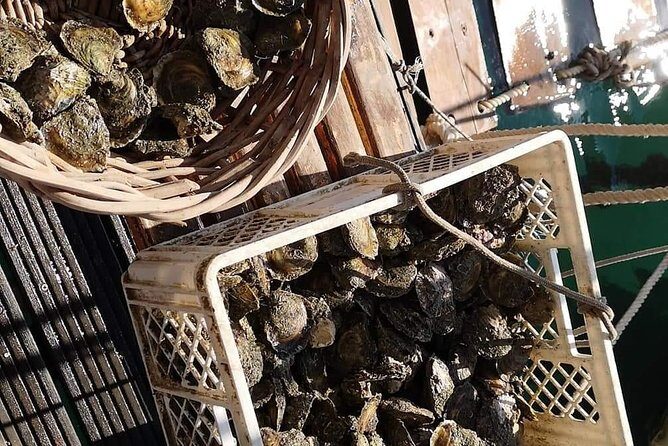 Ston Gastro Tour - Authentic Insights from Reviewers