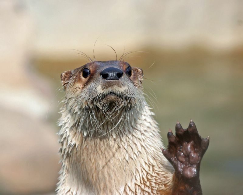 Stoneham, Massachusetts: Stone Zoo Entry Ticket - What You Can Expect at Stone Zoo