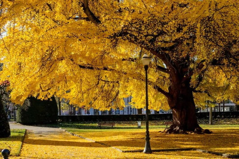 Strasbourg, culinary city tour with tastings in the new town - FAQ