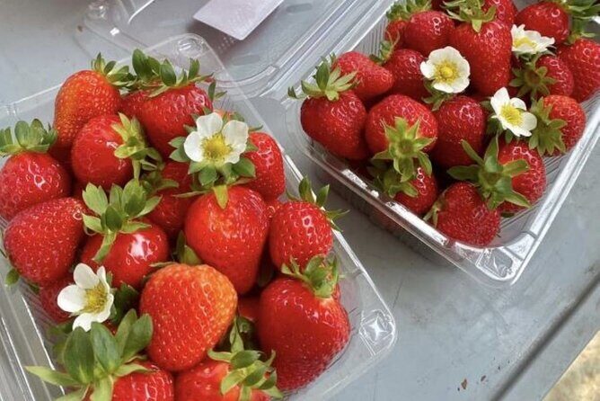 Strawberry & Eobi Valley & Nami Island & Garden of Morning Calm - Final Thoughts: Is This Tour Worth It?