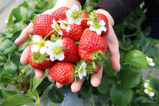Strawberry & Nami Island & Railbike Trip (+ Opt. Korean Garden) - Practicalities and What the Tour Means for You