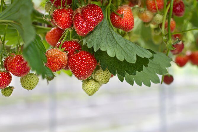 Strawberry & Nami Island & Railbike Trip (+ Opt. Korean Garden) - FAQ