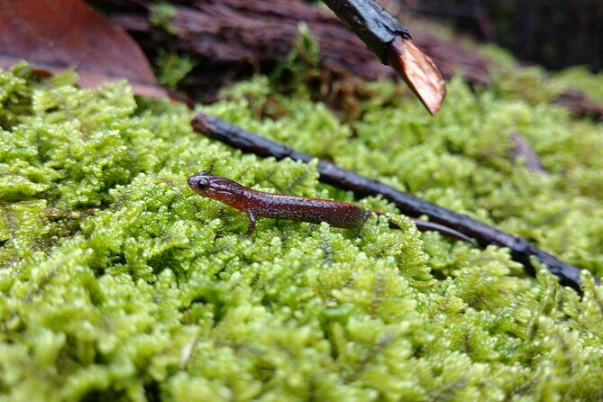 Stroll Back in Time Smokies History Streams and Forest Hike - Final Thoughts: Is This Tour for You?