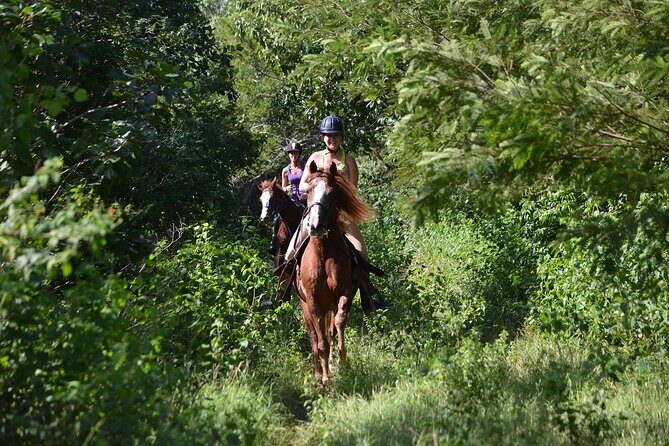 STROLL the Jungle Trails on a HORSE. Includes Transportation and Equipment. - An In-Depth Look at the Experience
