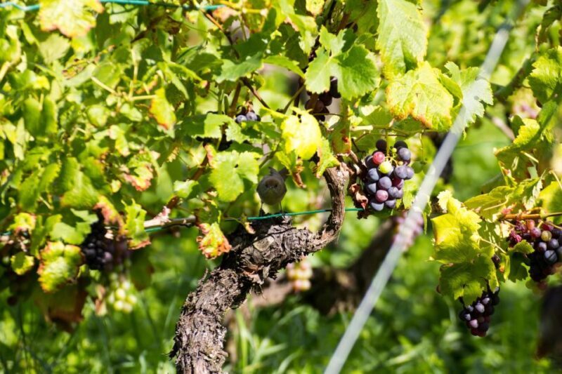 Stuttgart: Guided Vineyards Tour - The Sum Up