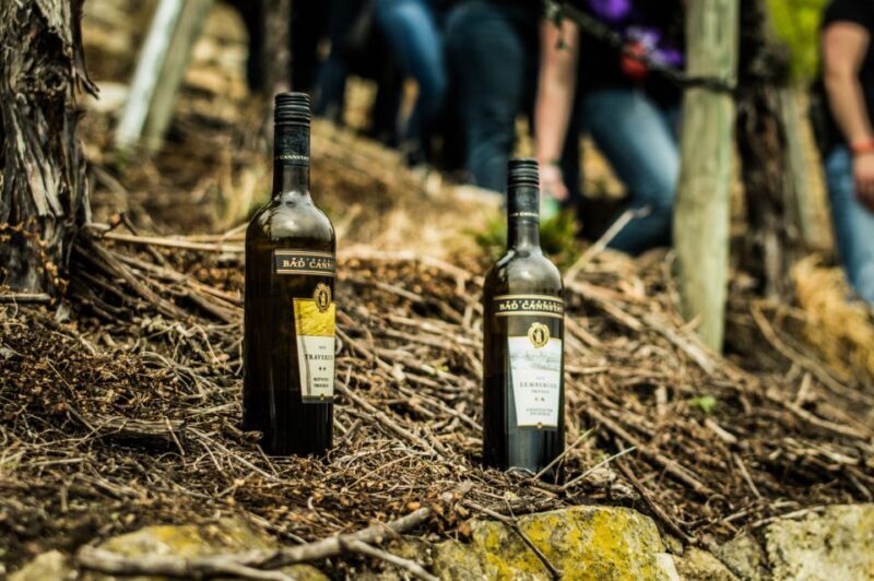 Stuttgart: Vineyard Tour by Covered Wagon - A Full Breakdown of the Vineyard Covered Wagon Tour in Stuttgart