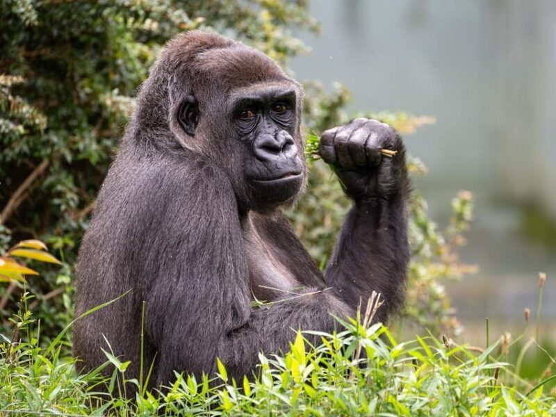 Stuttgart: Wilhelma Zoological-Botanical Garden Ticket - A Deep Dive into Wilhelma: What to Expect