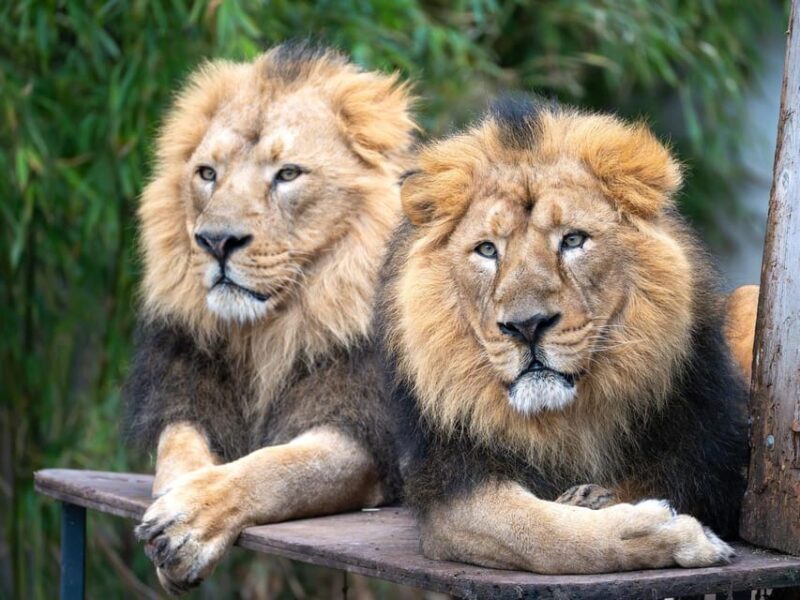 Stuttgart: Wilhelma Zoological-Botanical Garden Ticket - Is Wilhelma the Right Choice for You?