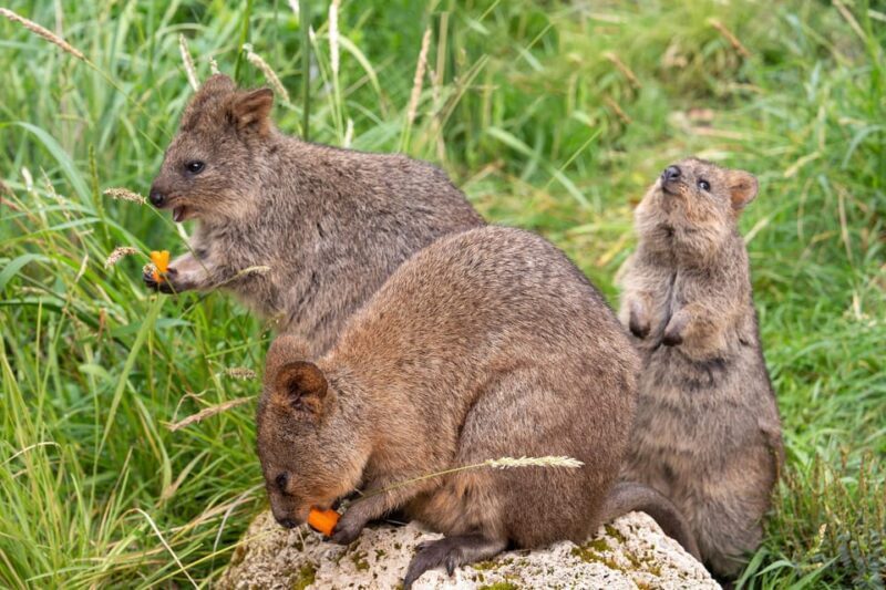 Stuttgart: Wilhelma Zoological-Botanical Garden Ticket - The Sum Up