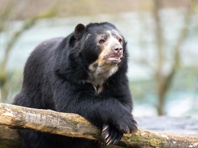 Stuttgart: Wilhelma Zoological-Botanical Garden Ticket - FAQ