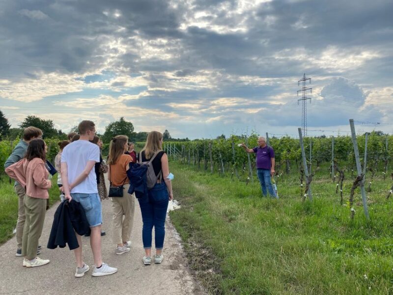 Stuttgart: Wine Tour with wines of the best winemakers - Key Points