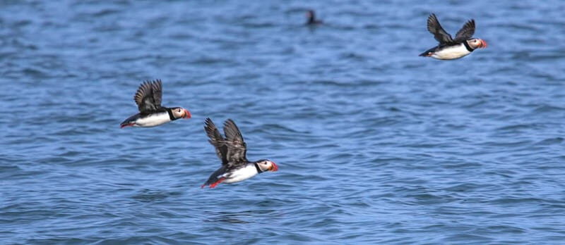 Stykkishólmur: Puffin and Wildlife Boat Tour - An In-Depth Look at the Puffin and Wildlife Boat Tour