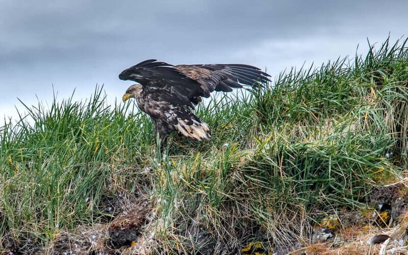 Stykkishólmur: Puffin and Wildlife Boat Tour - The Sum Up