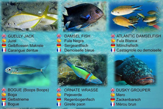 Submarine Safaris Lanzarote - Final Thoughts: Who Is This Tour Perfect For?