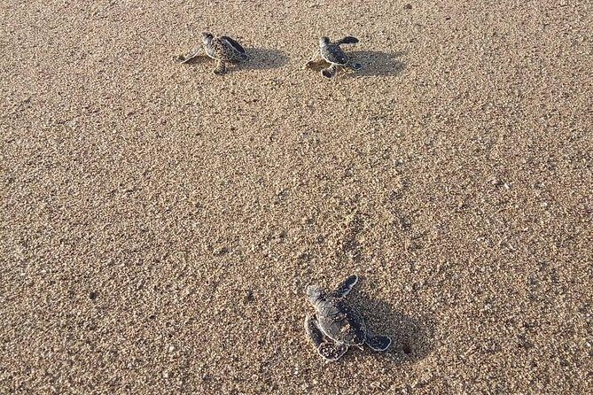Sukamade Turtle Land Beach (2D1N) - An In-Depth Look at the Sukamade Turtle Land Beach Tour