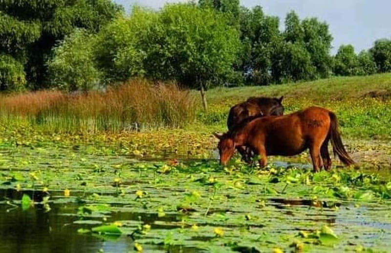 Sulina: Letea Forest Day Trip - Key Points