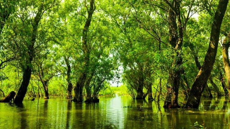 Sulina: Letea Forest Day Trip - A Deep Dive into the Letea Forest Day Trip