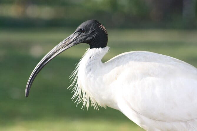 Sultanpur Bird Sanctuary Tour Near Delhi - Key Points